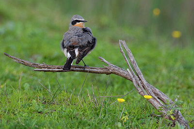 BUITEN BEELD Foto: 70535