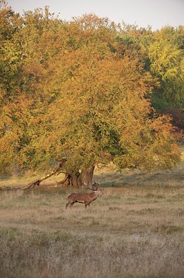 BUITEN BEELD Foto: 71342