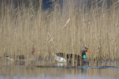 BUITEN BEELD Foto: 72647