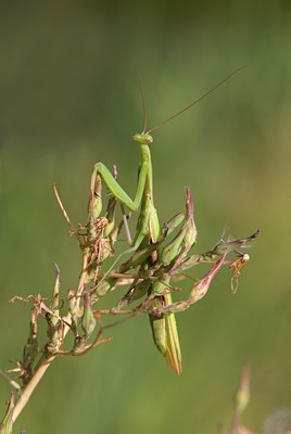 BUITEN BEELD Foto: 76521