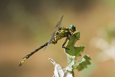 BUITEN BEELD Foto: 76526