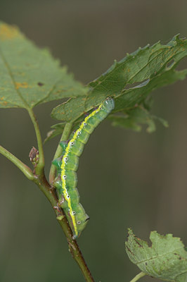 BUITEN BEELD Foto: 7636