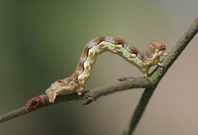 BUITEN BEELD Foto: 7960