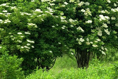 BUITEN BEELD Foto: 81631