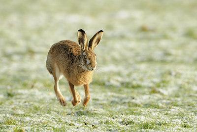 BUITEN BEELD Foto: 82774