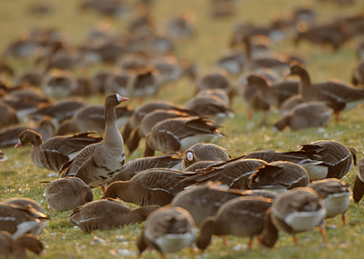 BUITEN BEELD Foto: 83287