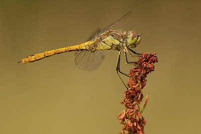 BUITEN BEELD Foto: 85263