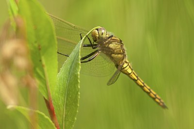 BUITEN BEELD Foto: 87027