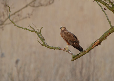 BUITEN BEELD Foto: 88356