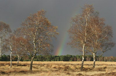 BUITEN BEELD Foto: 8642