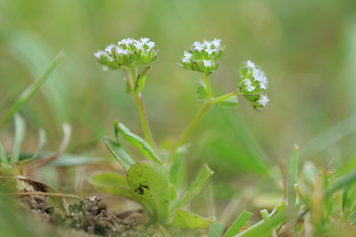 BUITEN BEELD Foto: 90259