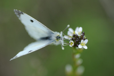 BUITEN BEELD Foto: 92413