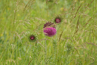 BUITEN BEELD Foto: 94525