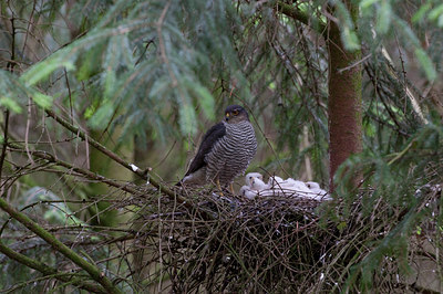 BUITEN BEELD Foto: 95198