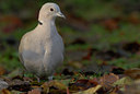 BUITEN BEELD Foto: 13665