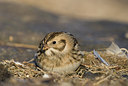 BUITEN BEELD Foto: 185993