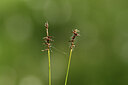 BUITEN BEELD Foto: 424857