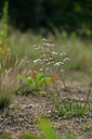 BUITEN BEELD Foto: 440848