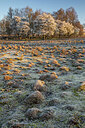 BUITEN BEELD Foto: 452592